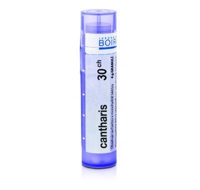 CANTHARIS CH30 GRA.4G